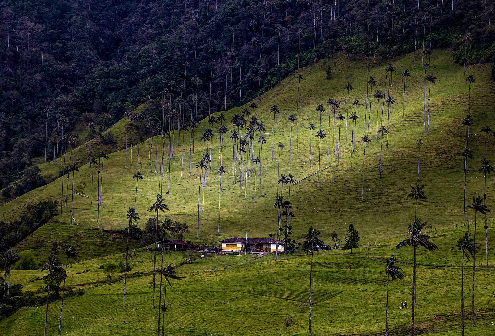 Finca en el paisaje cafetero colombiano